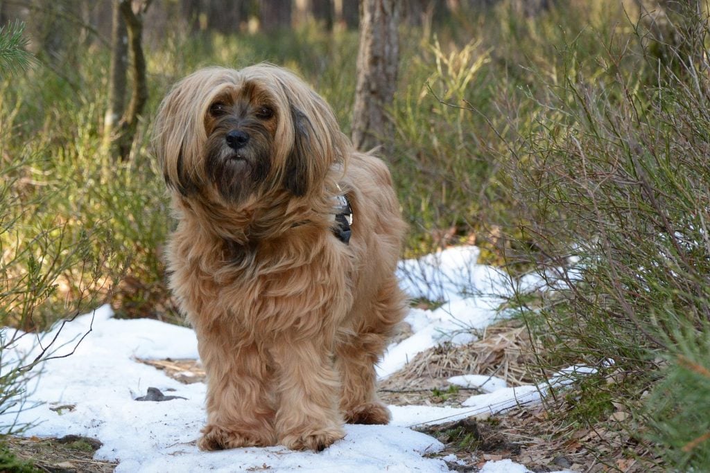 Tibetan Terrier​ - Small Dog Breed