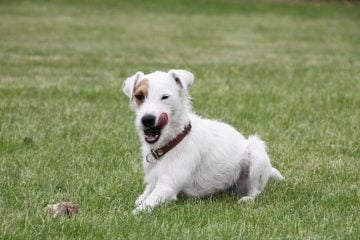 Parson Russel Terrier - Small Dog Breed