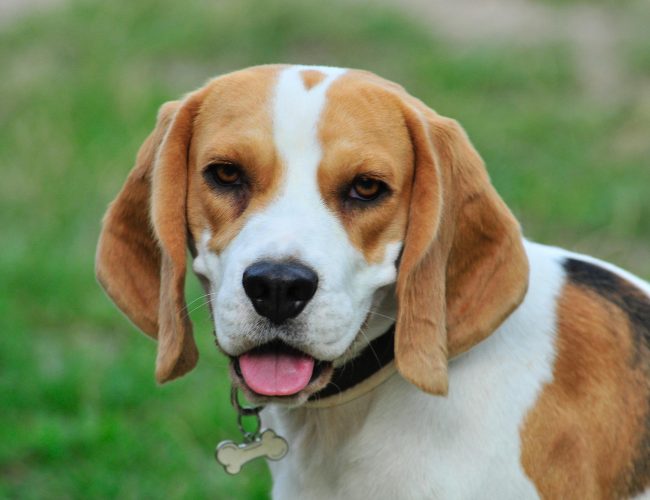 Beagle - Small Dog Breed