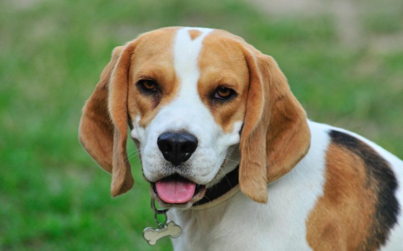 Beagle - Small Dog Breed