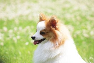 German Spitz - Small Dog Breed