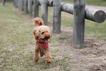 Poodle, Toy - Toy Group