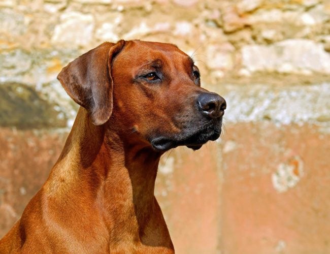 Rhodesian Ridgeback​ - Hound Group