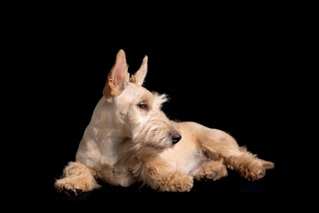 Scottish Terrier​ - Terrier Group