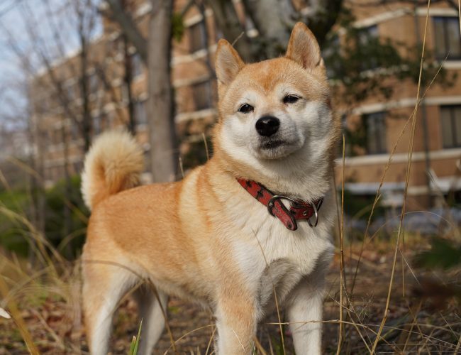 Shiba Inu​ - Small Dog Breed
