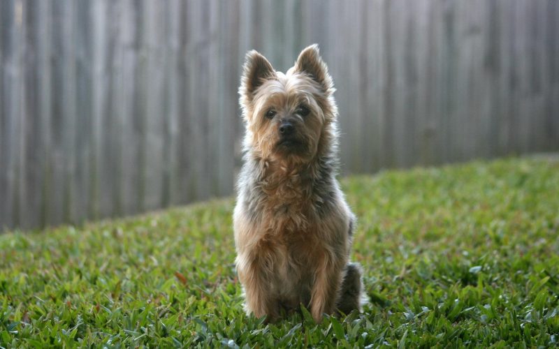 Australian Terrier - Small Dog Breed