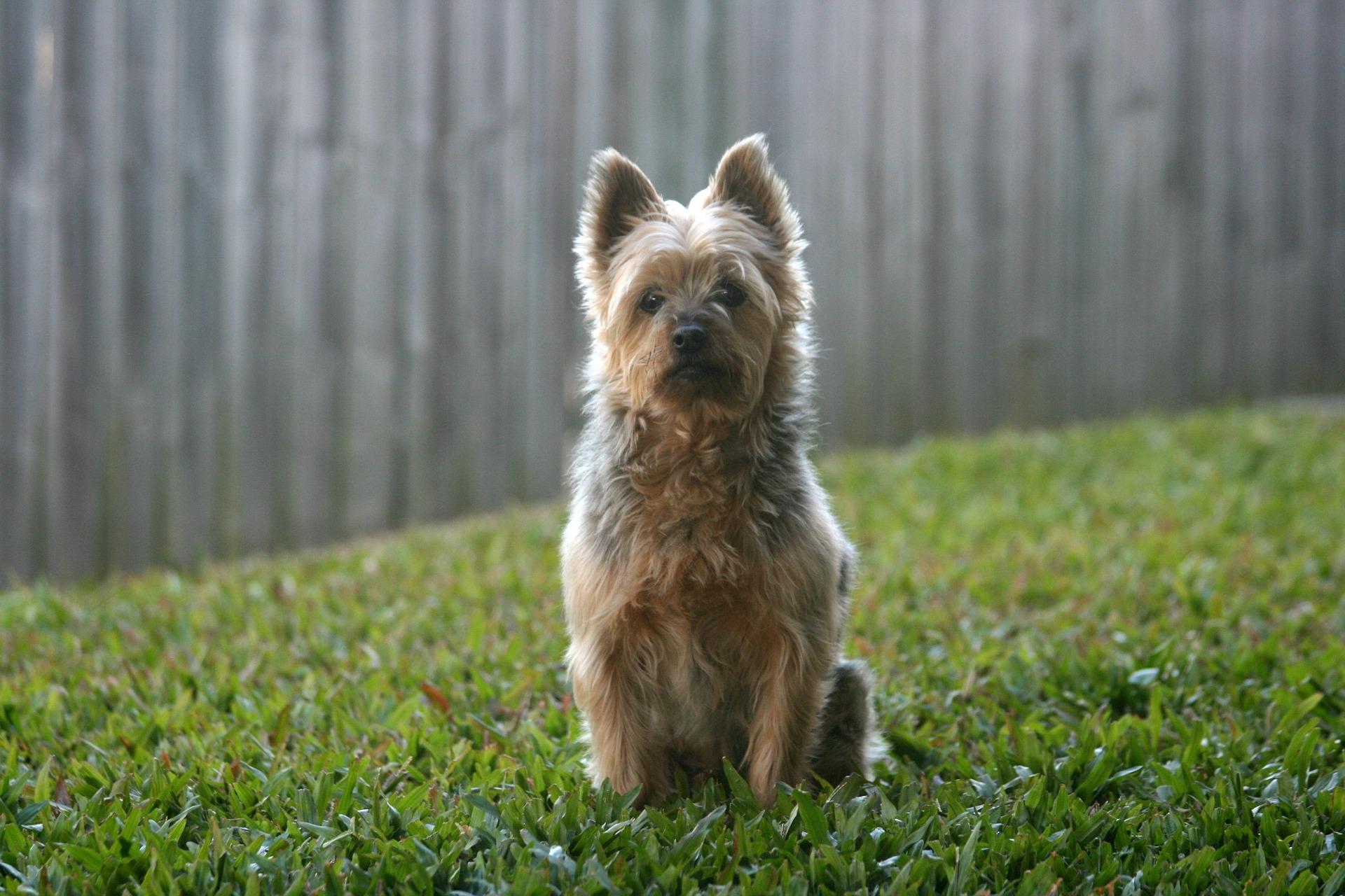 Australian Terrier - Small Dog Breed