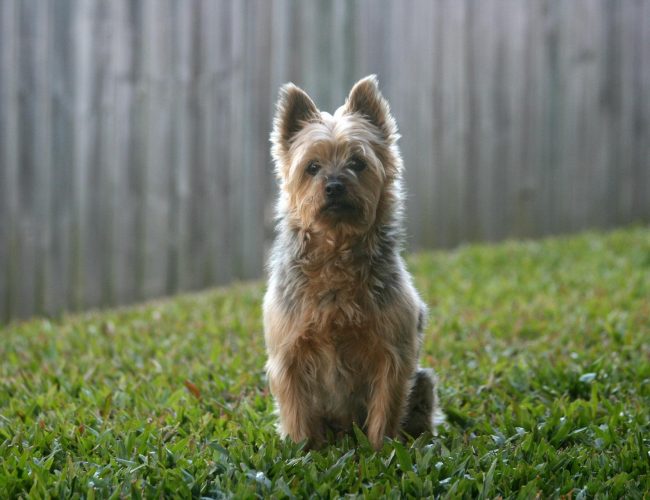 Silky Terrier​ - Toy Group