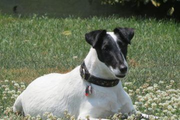 Smooth Fox Terrier - Terrier Group