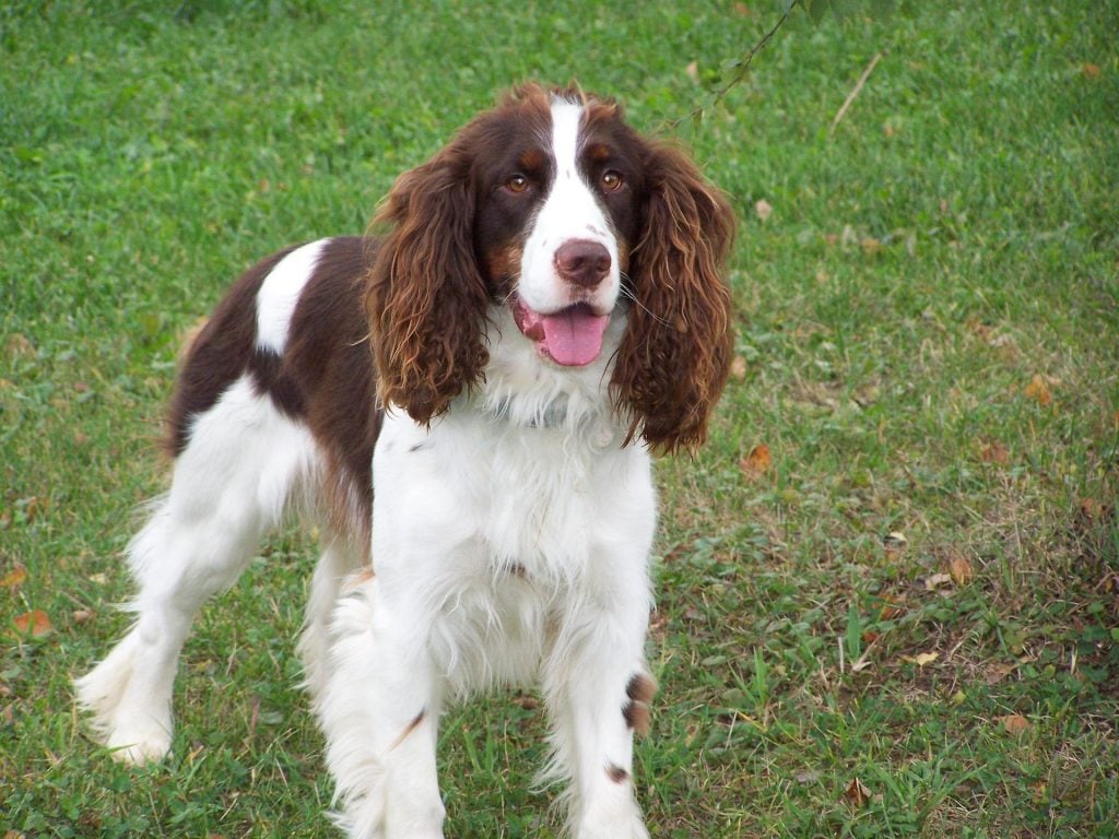 English Springer Spaniel - Medium Sized Dogs