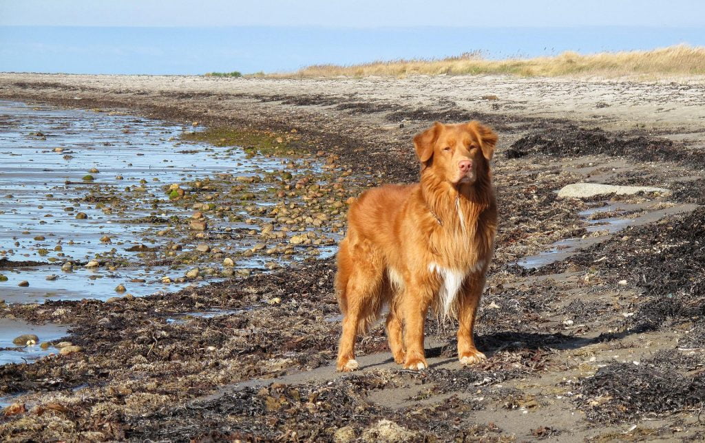 Nova Scotia Tolling Retriever - Medium Sized Dogs