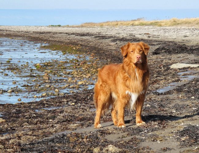 Nova Scotia Tolling Retriever - Medium Sized Dogs