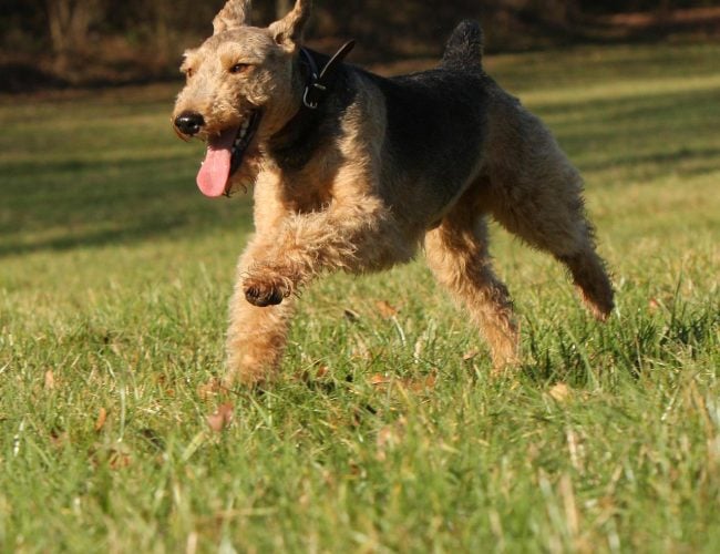 Welsh Terrier - Small Dog Breed