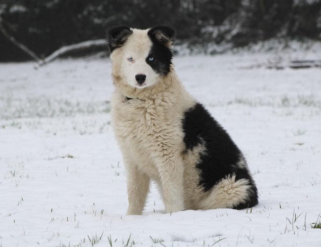 Yakutian Laika - Medium Sized Dogs