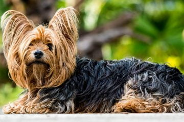 Yorkshire Terrier​ - Small Dog Breed