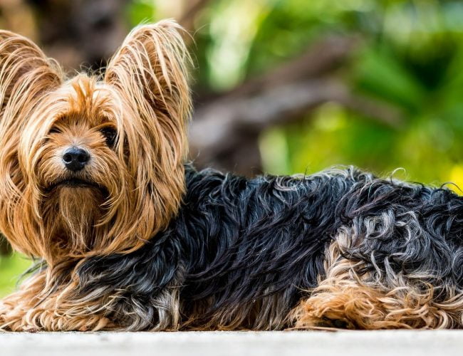 Yorkshire Terrier​ - Small Dog Breed