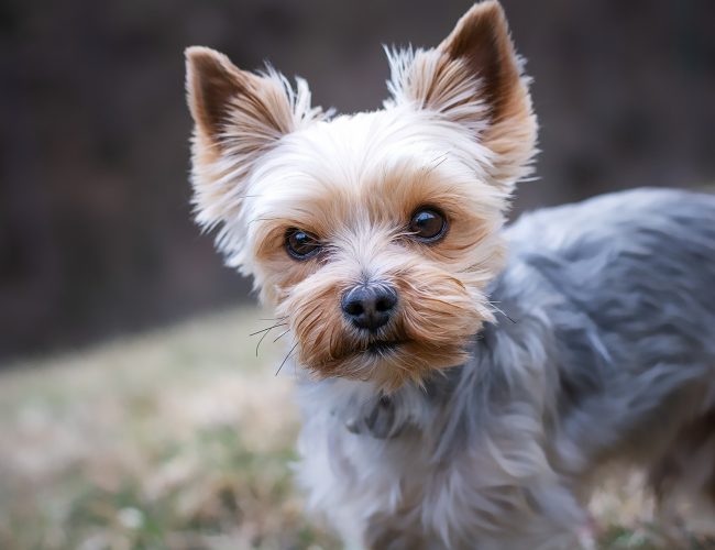 Yorkshire Terrier​ - Toy Group