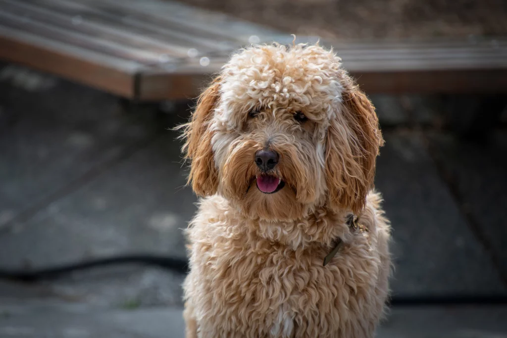 Image of Labradoodle
