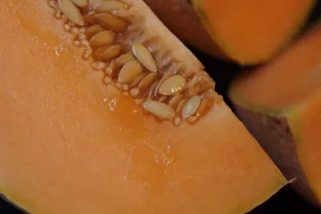 can dogs eat a cantaloupe