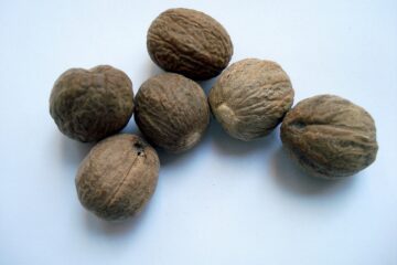 can dogs eat nutmeg