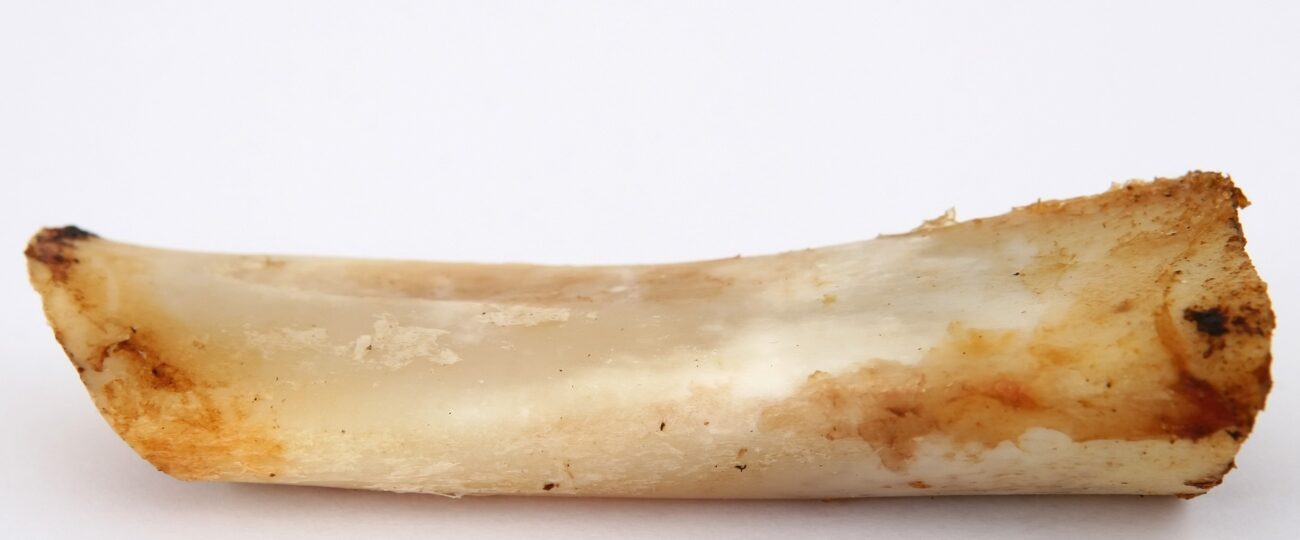 can dogs eat ham bone