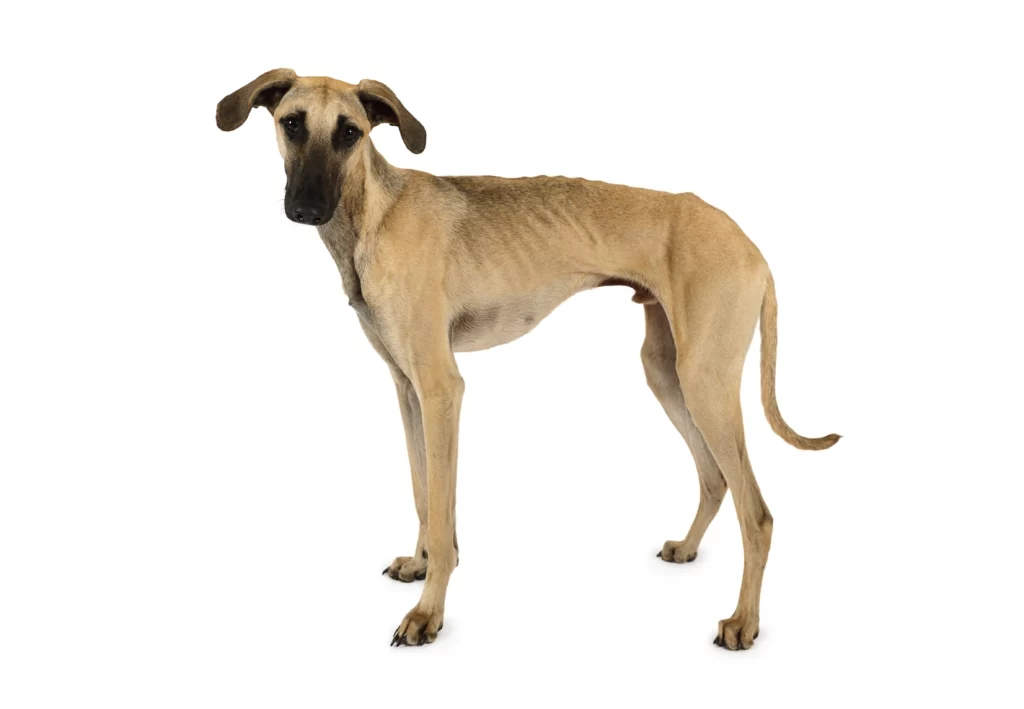 Sloughi dog breed photo