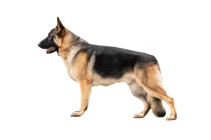 German shepherd stand isolated on a white background.