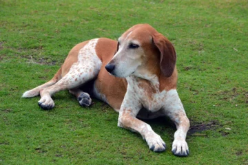 american english coonhound