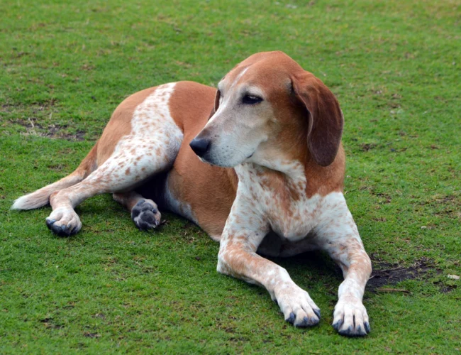 american english coonhound