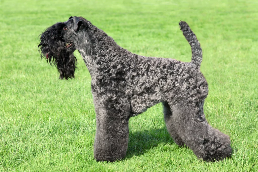 kerry blue terrier breed photo