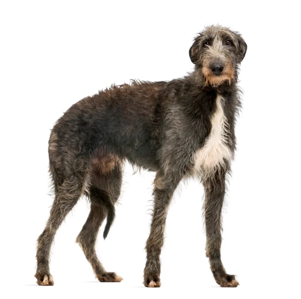 scottish deerhound dog breed
