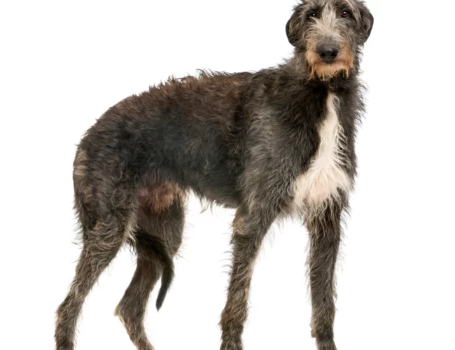 scottish deerhound dog breed