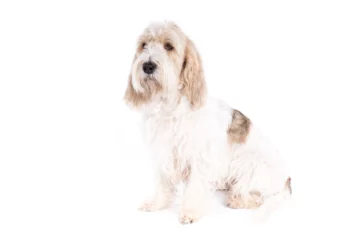 Grand Basset Griffon Vendeen dog on white background