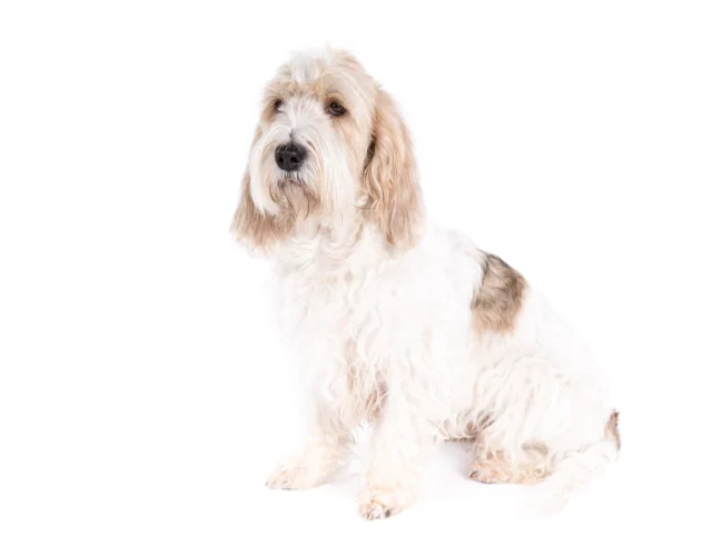 Grand Basset Griffon Vendeen dog on white background