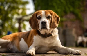 beagle picture