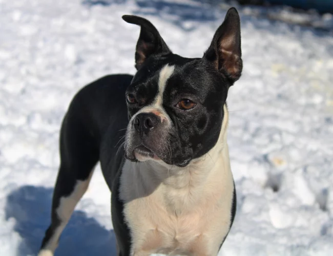 boston terrier breed page