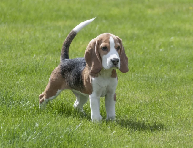beagle breed lists