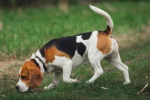 beagle grooming information