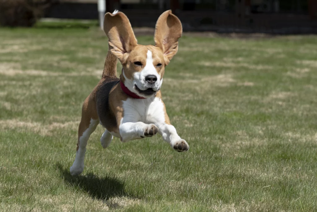 beagle jumping