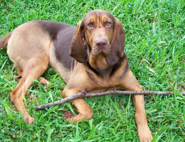bloodhound dog breed information