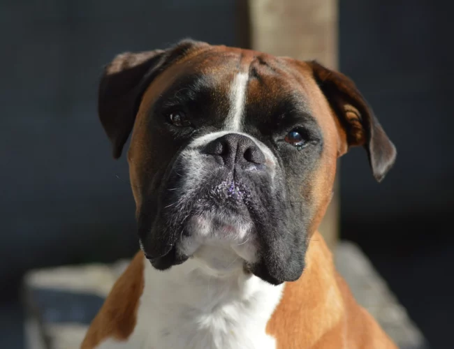 boxer breed lists