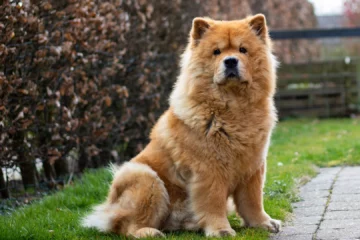 chow chow breed information