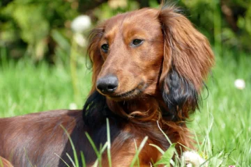 dachshund breed information