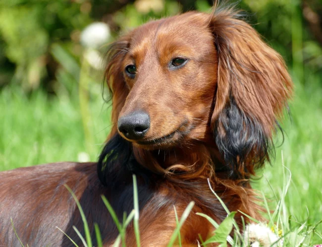 dachshund breed information