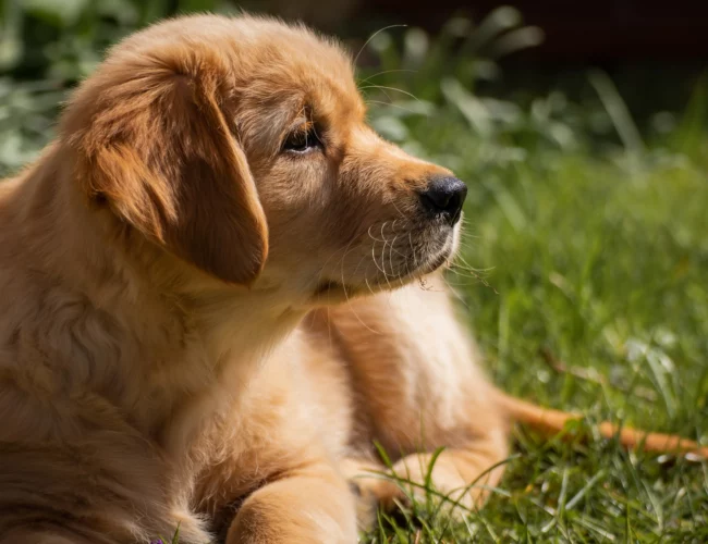 golden retriever dog breed information
