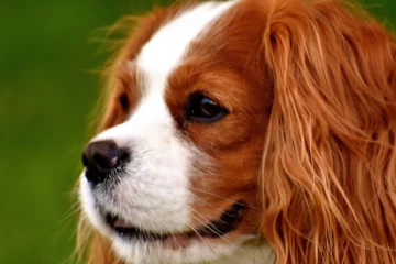 Cavalier King Charles Spaniel​ - breed page