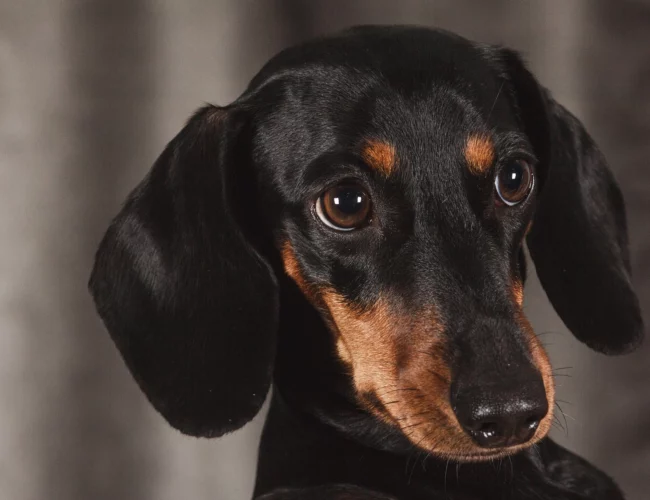 breed lists with dachshunds