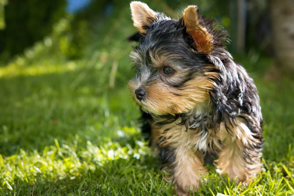 yorkshire terrier dog breed information