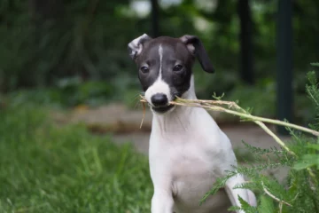 italian greyhound dog breed information
