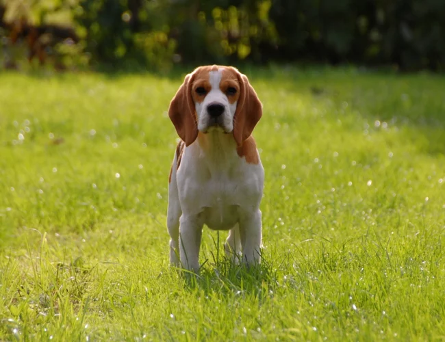 beagle dog breed information
